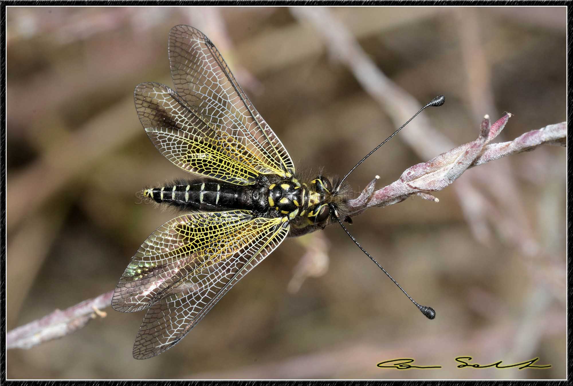 Libelloides corsicus